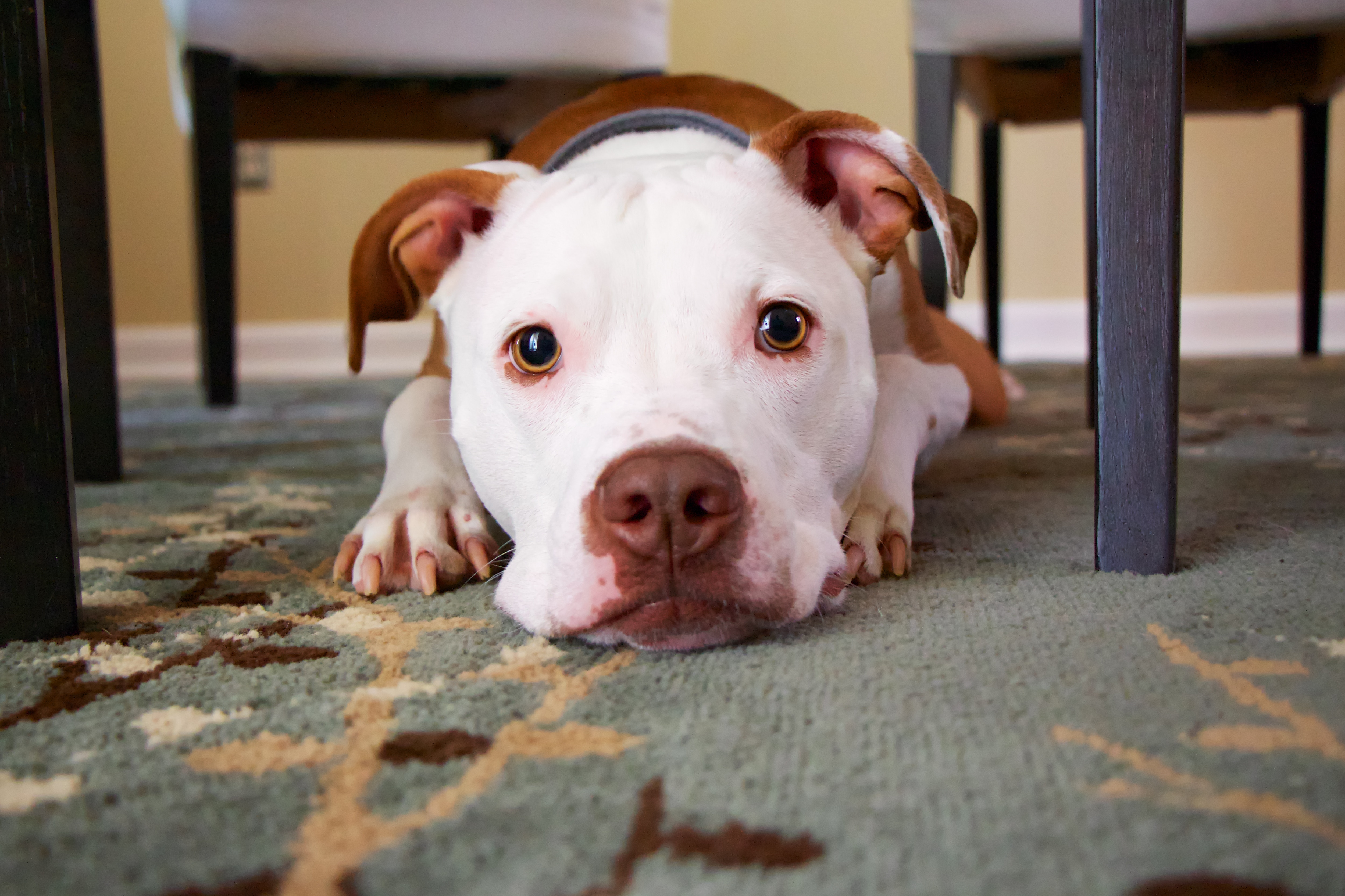 pitbull on floor