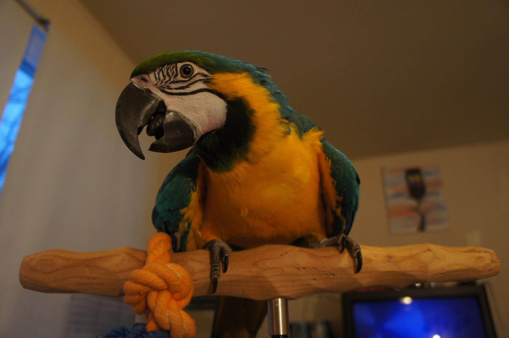 Image of a parrot.