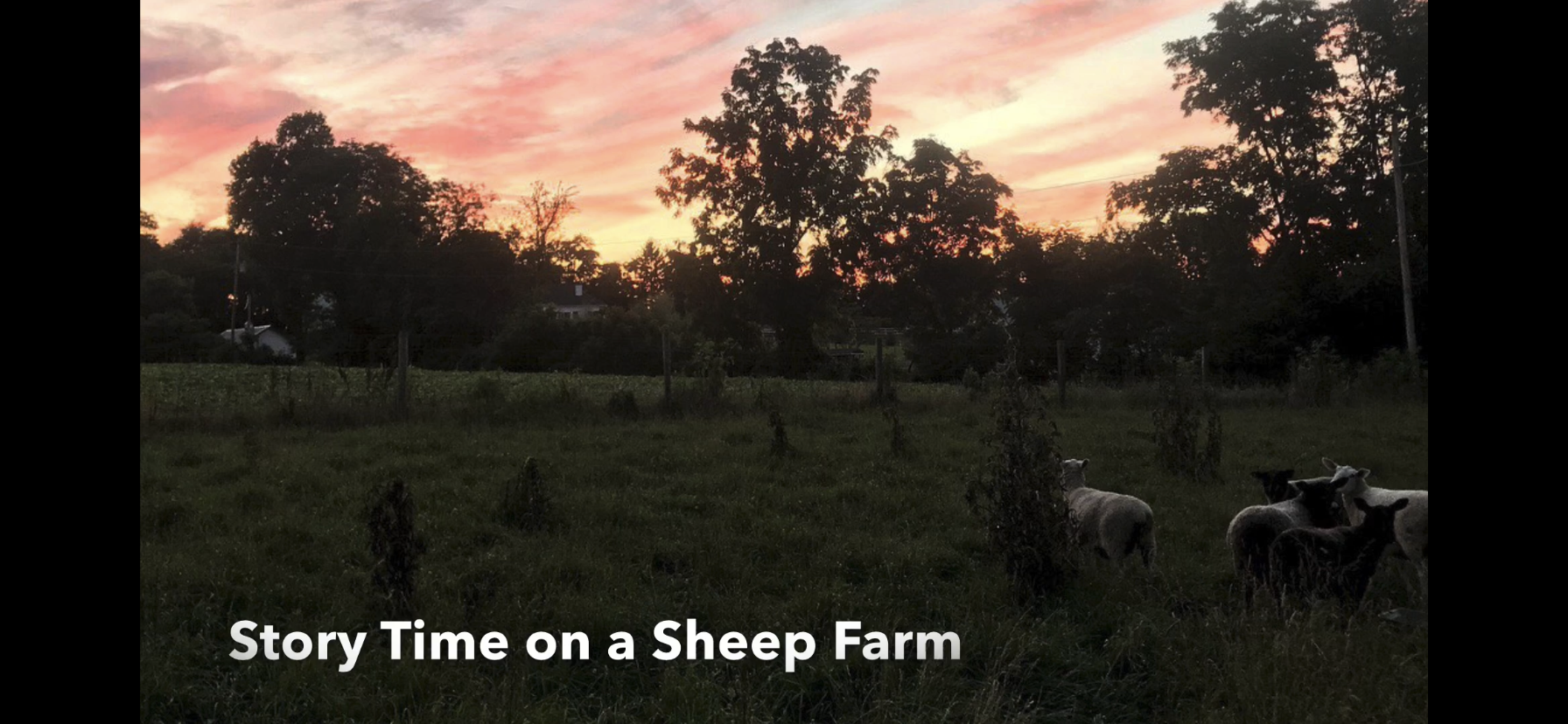 sheep at sunset