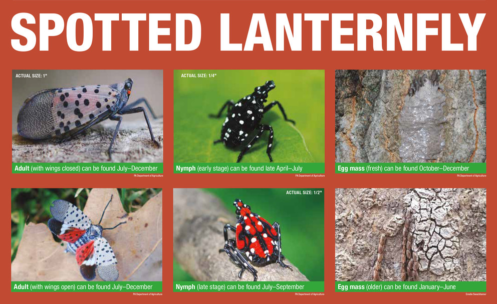spotted lanternfly lifecycle chart