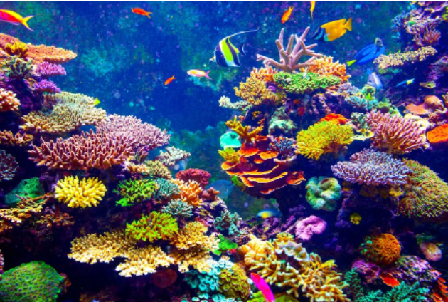 Coral Reef - What are your five senses?
