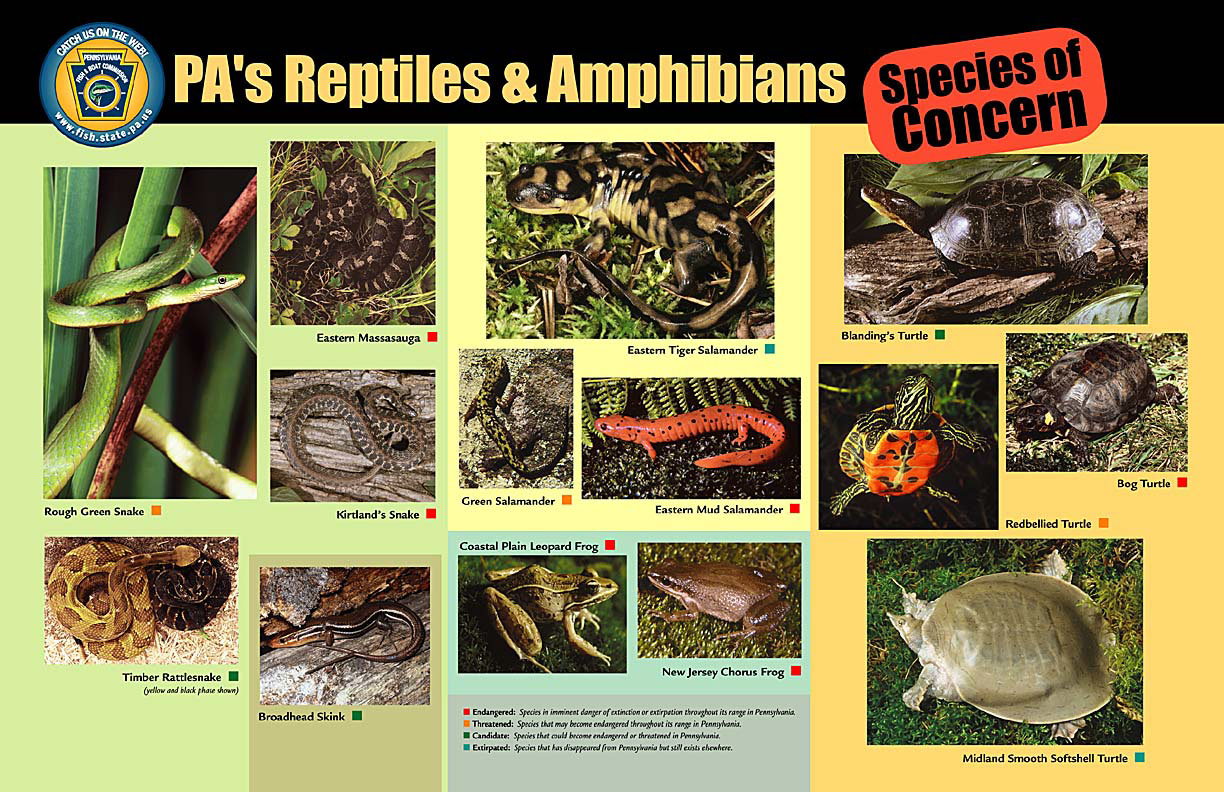 PA amphibians and reptiles