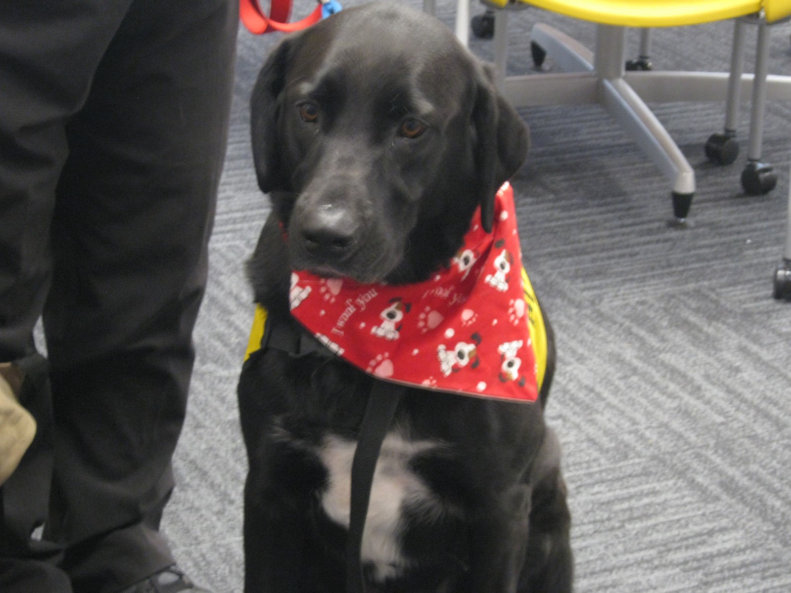 a black dog with a white chest wearing a red bandana