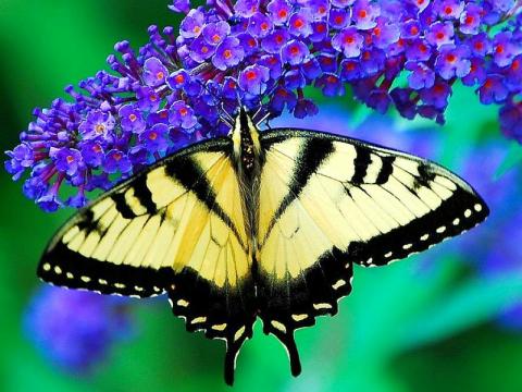 butterfly and flower