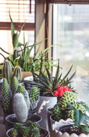 succulents in windowsill