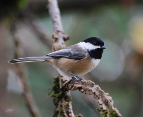Chickadee