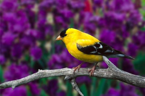 goldfinch