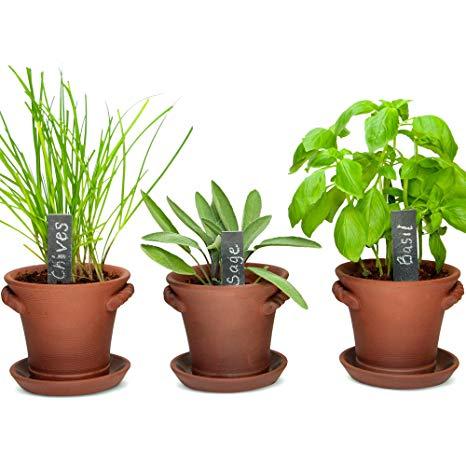 Herbs in pots
