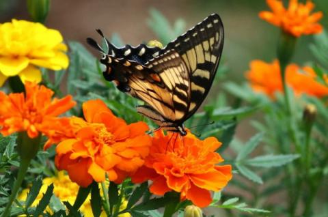 butterfly
