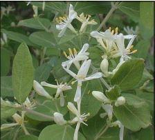 Invasive plant in Pennsylvania - honeysuckle
