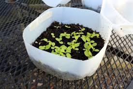 seedsowing