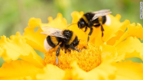 bumblebees
