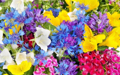 flowers
