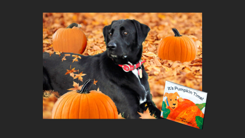 Danny the KPets therapy dog