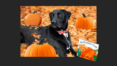 Danny the KPets dog with pumpkins