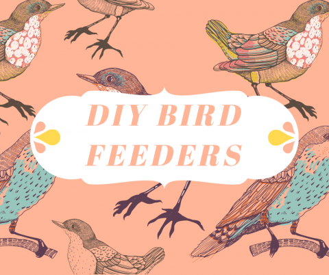 DIY bird feeders