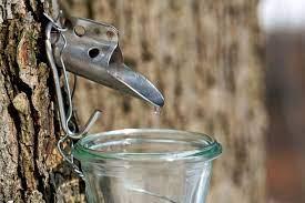 Tap in a maple tree