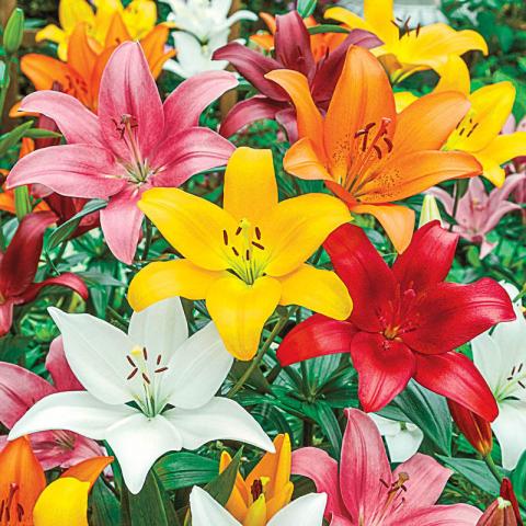 Lilies