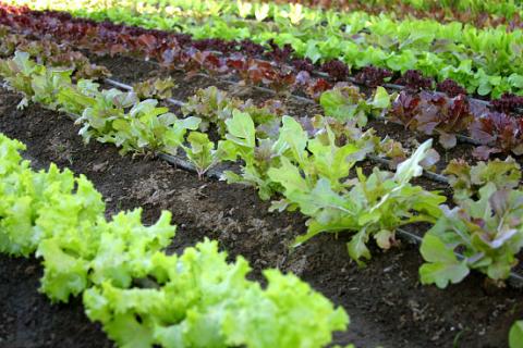 vegetable garden