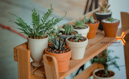 Basic Plant Care
