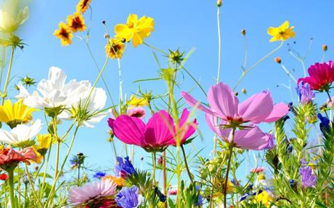 Flowers