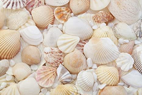 seashells