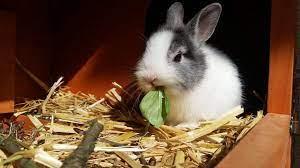bunny