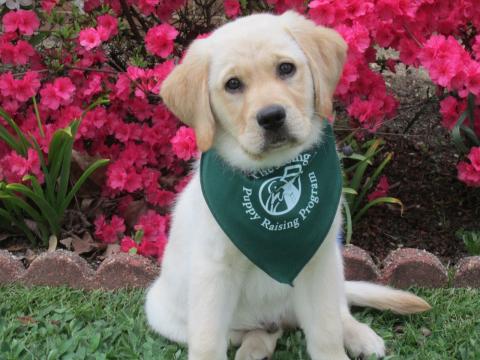 Seeing eye puppy