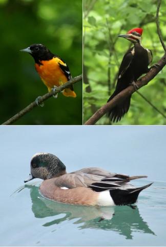Birds of PA