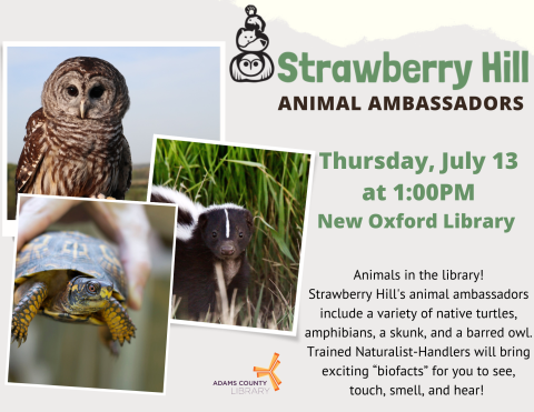 photos of an owl, a turtle and a skunk
