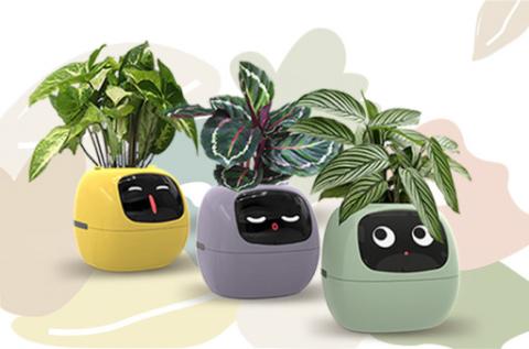 plants in pots