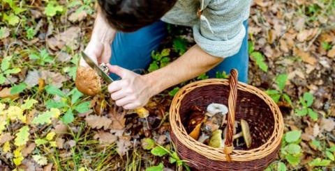 person foraging for food