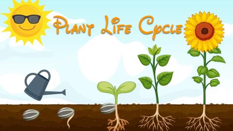 Plant Life Cycle Diagram