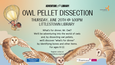 Owl Pellet Dissection