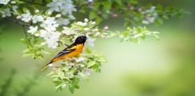 Robin in a tree
