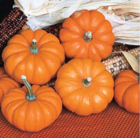 Jack be little pumpkins