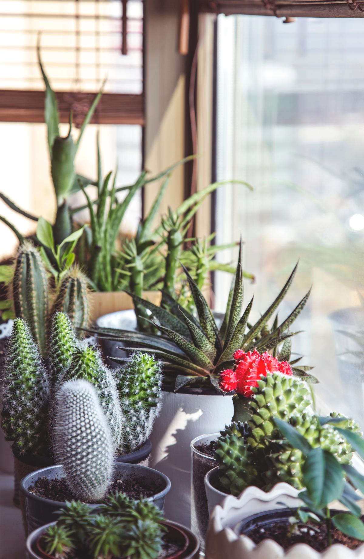 succulents in windowsill