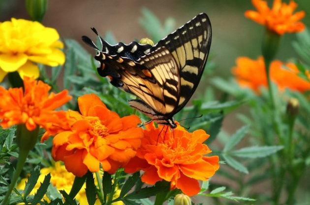 butterfly