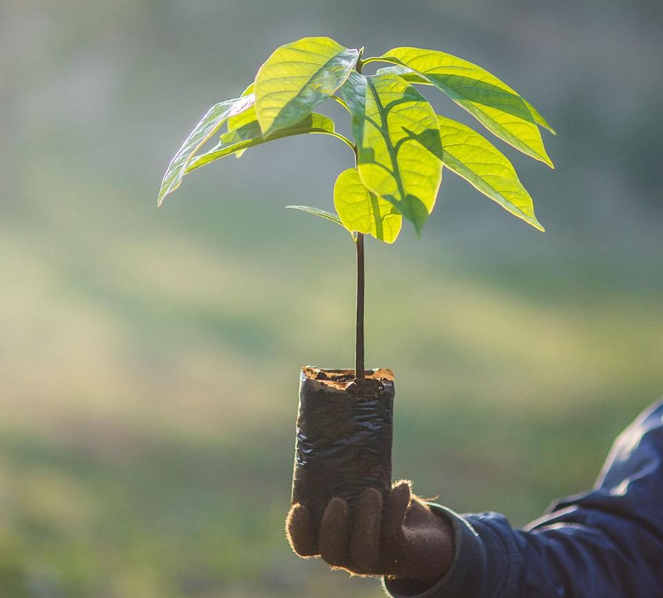 Young tree to be planted