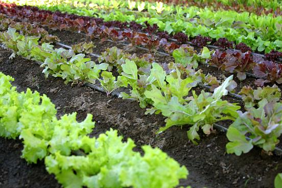 vegetable garden