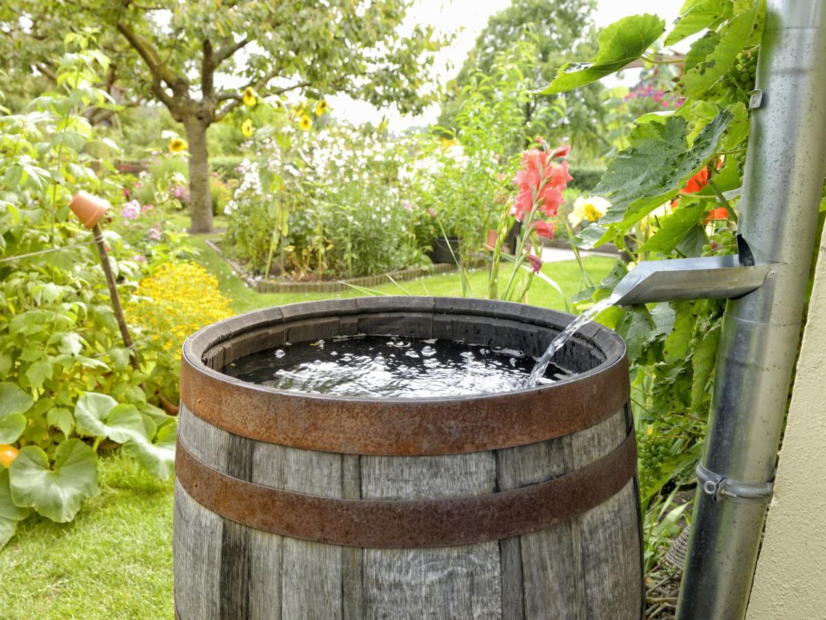 rain barrel