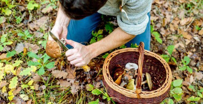 person foraging for food