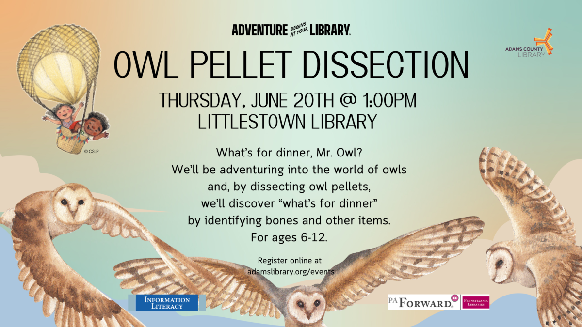 Owl Pellet Dissection