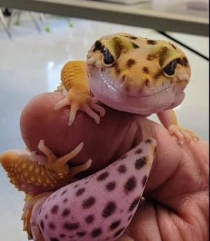 reptile